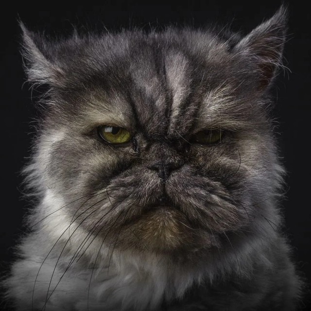 Немного милоты