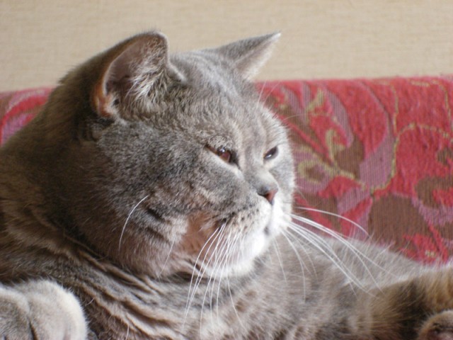 Котовторник 11.09.2012