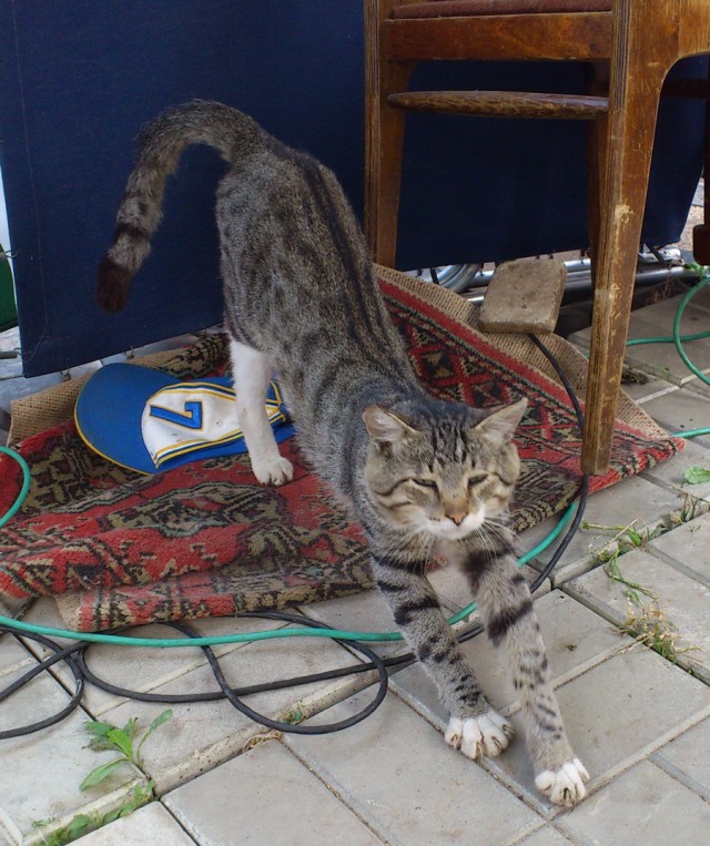 Котовторник 30.10.2012