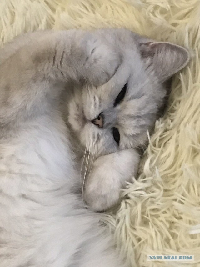 18 котов, которые плевать хотели на законы физики