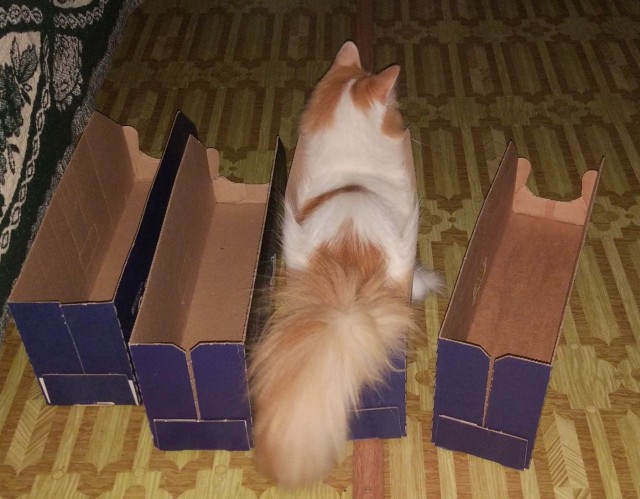 Коты и коробки созданы друг для друга