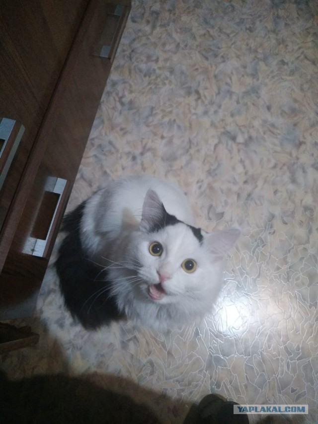 ЯП в кошках