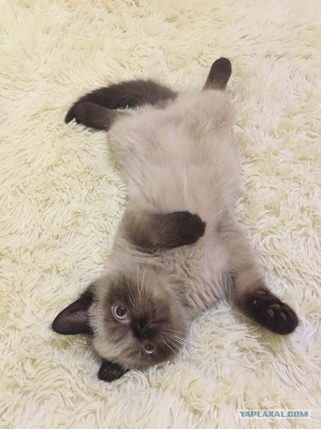 Котовторник 13.10.2020