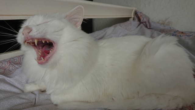 Котаны со странностями