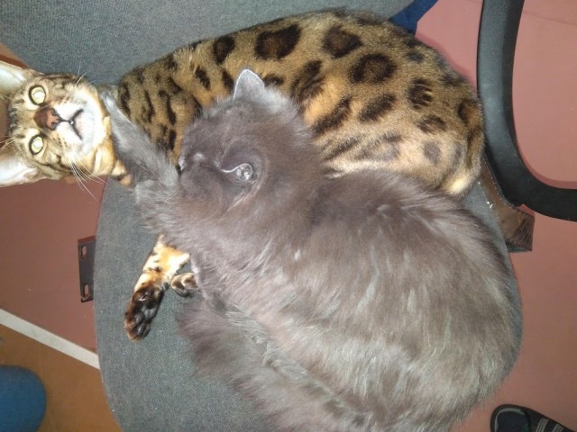 Моя красотка