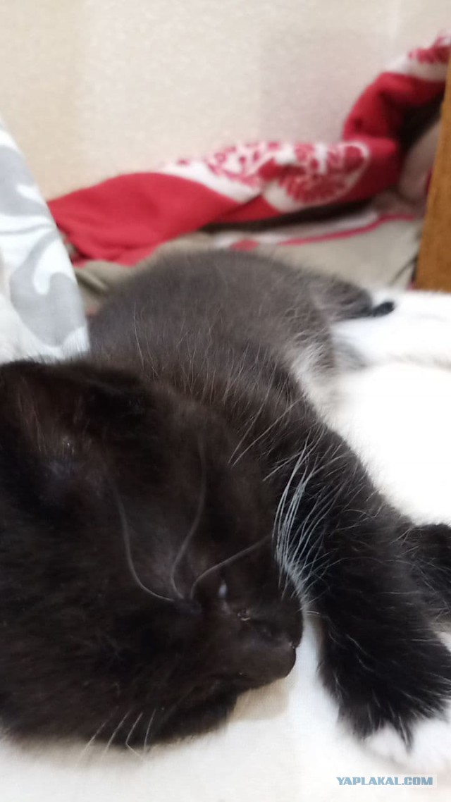 Даешь котовторник!