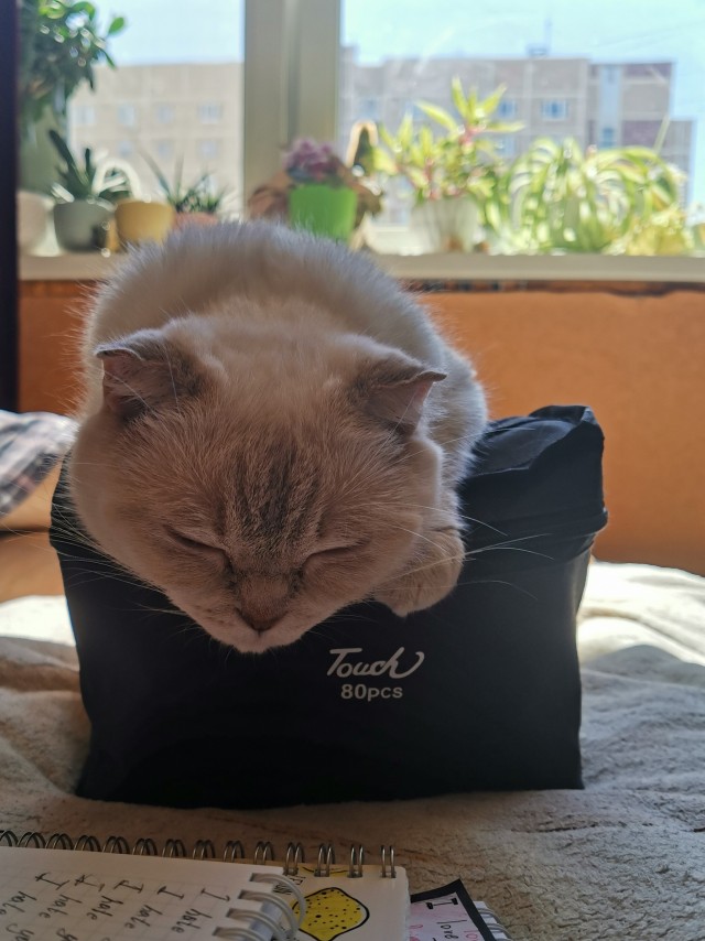Котовторник же очередной