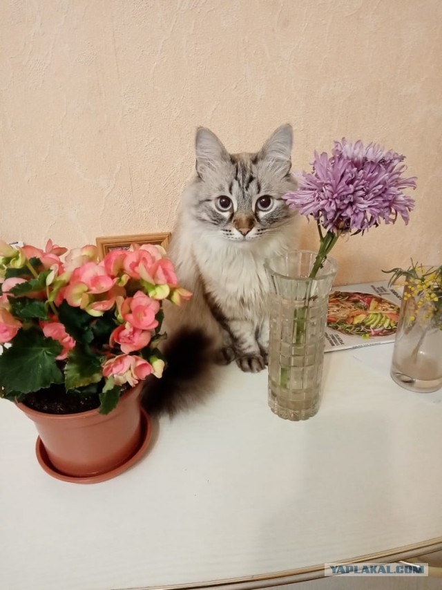 Марсик