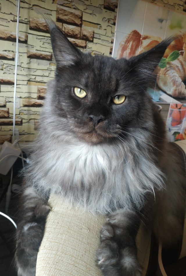 Солнце котовторника уже встало, Господа!