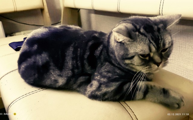 Котовторник так котовторник