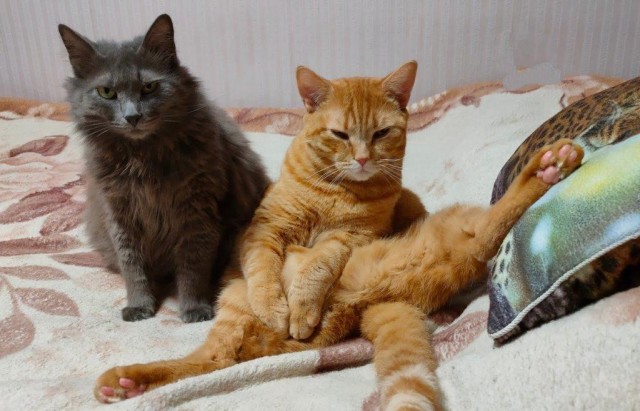 Коты, которые чихать хотели на ваше личное пространство