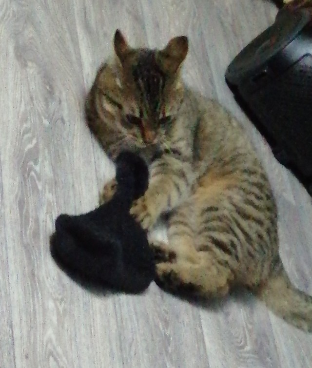 Котовторник 21.12.21