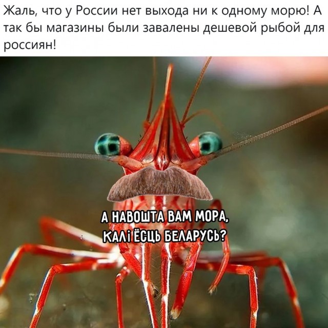 Весёлый полтишок 10.01