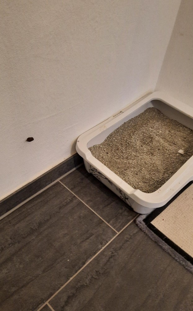 Сегодня кот наср*л на стену