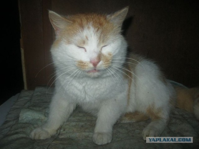 Жизнь домашнего приюта для котеек 382