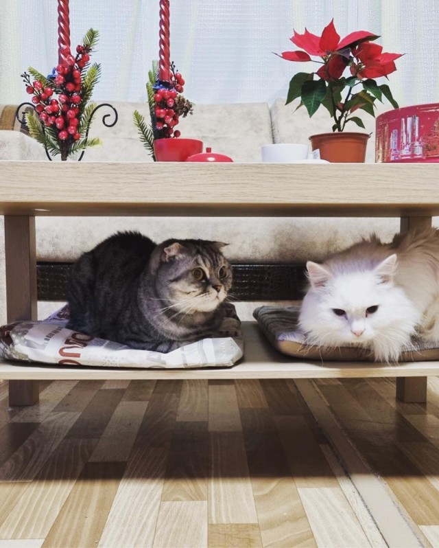 Котовторниковское