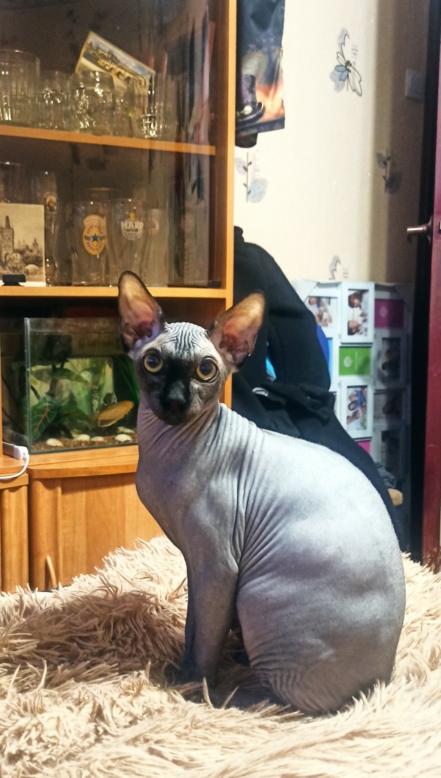 Котовторник