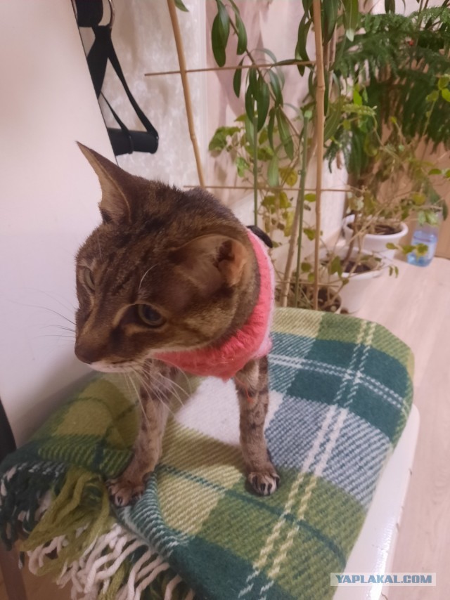 Котовторник ведь начался!