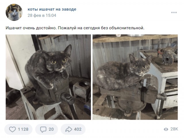 Коты ишачат на заводе