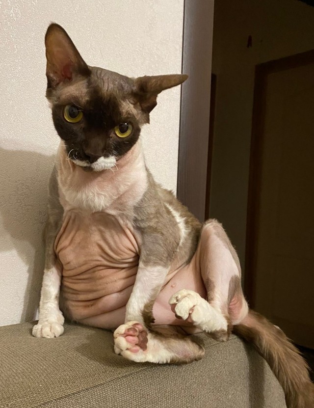 Котовторник! Пара фоток суровых котов.