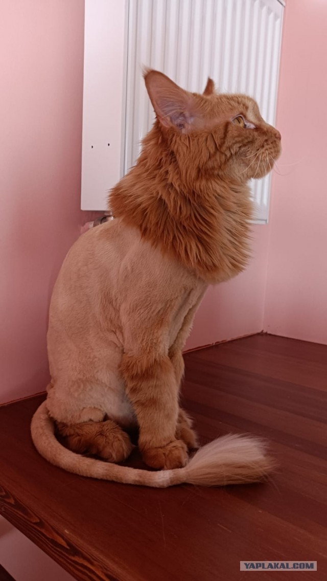 И снова день кошачий!