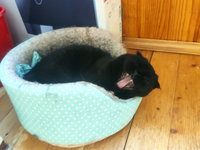 Котовторник 07.06.2022