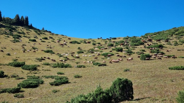 Кулинарная общалка