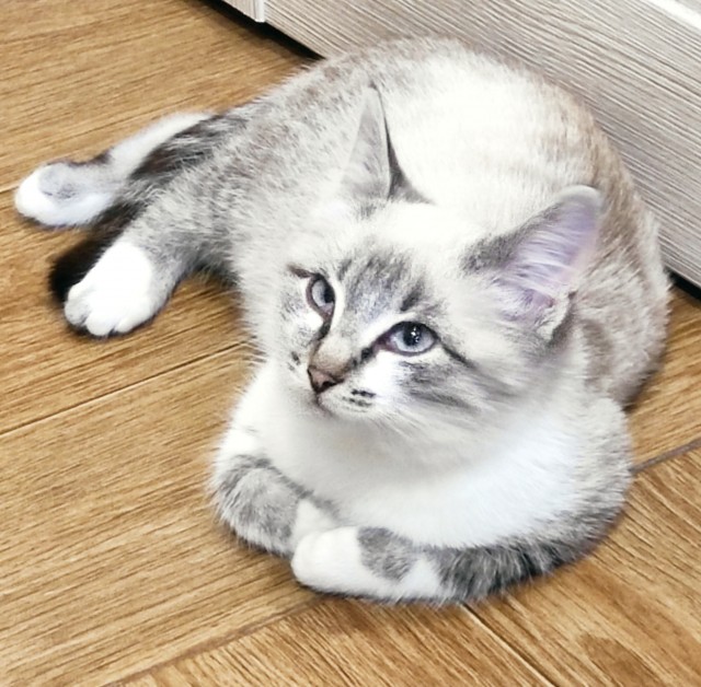 Вторник, сэр кот