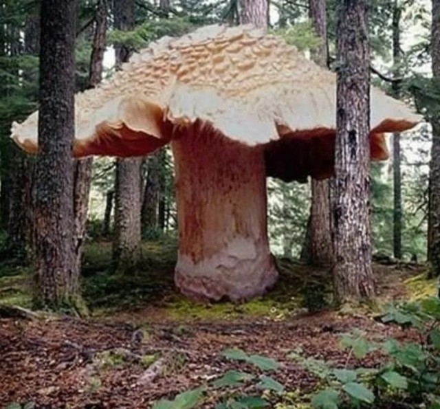 Секвойи