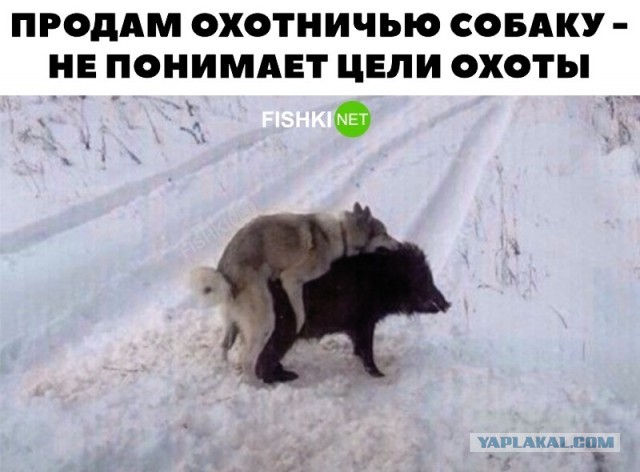 Непонятная ситуация с мышью