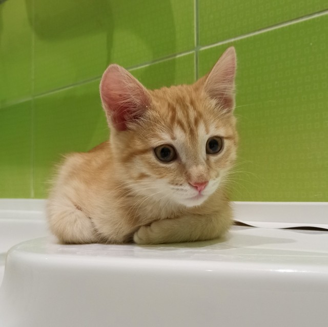 Даёшь котов в этот вторник!