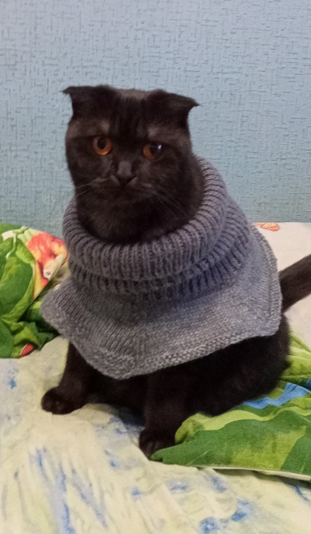 Котовторник 17.01.23