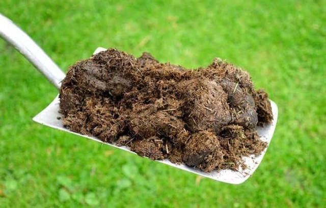 Комитет Госдумы одобрил штрафы за неправильное обращение с навозом