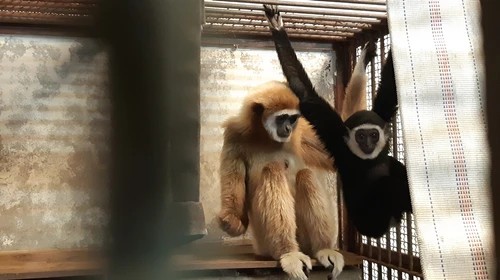 Японский зоопарк провел расследование, чтобы выяснить, как родила обезьяна, которая никогда не видела самцов