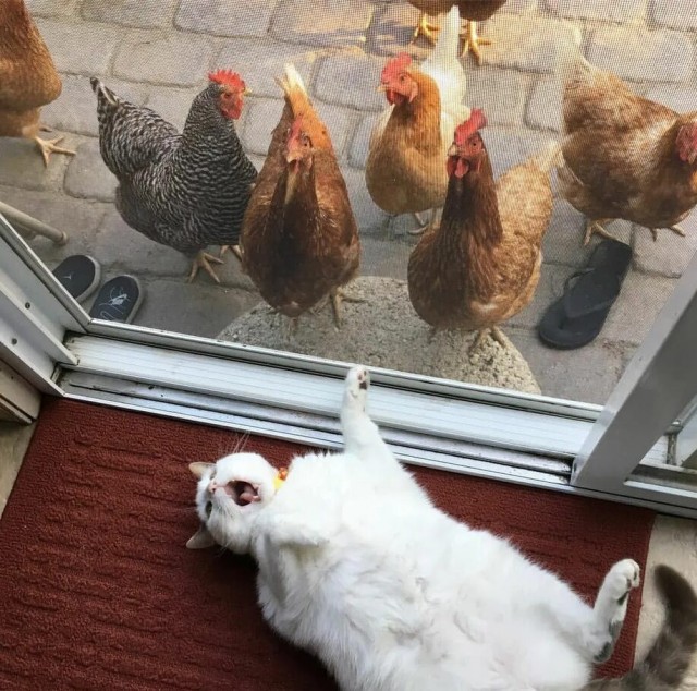 С котом что-ли  согрешила?
