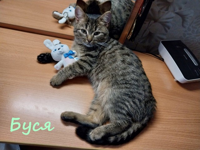 Жизнь домашнего приюта "Котоленд" 382