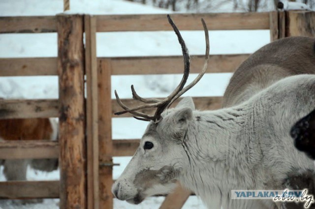 Дорога, которой нет: зимник Вуктыл - Воркута