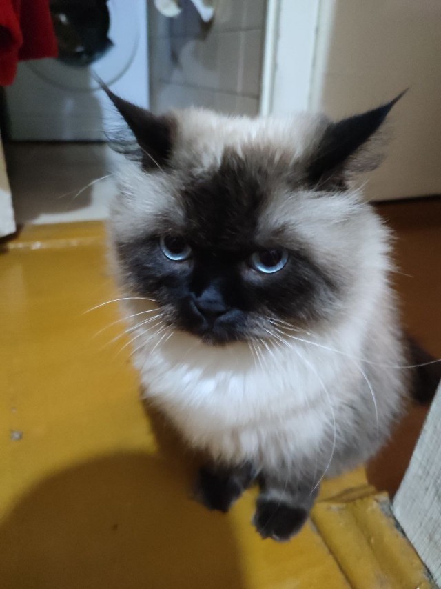 Я опять кота нашёл