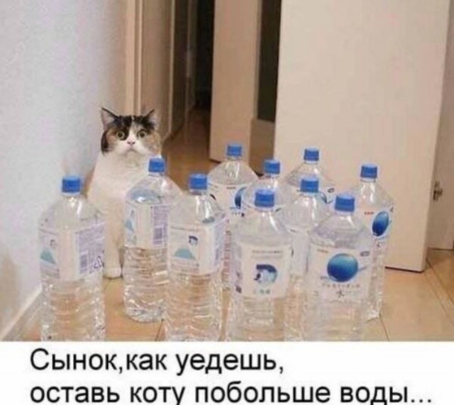 Купила коту водопад