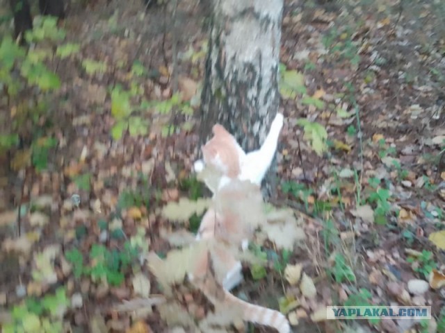 Жизнь домашнего приюта для котеек 468