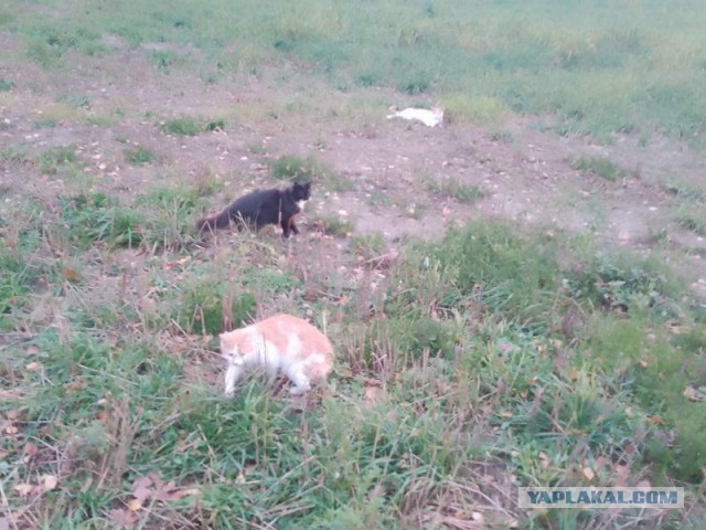 Жизнь домашнего приюта для котеек 469
