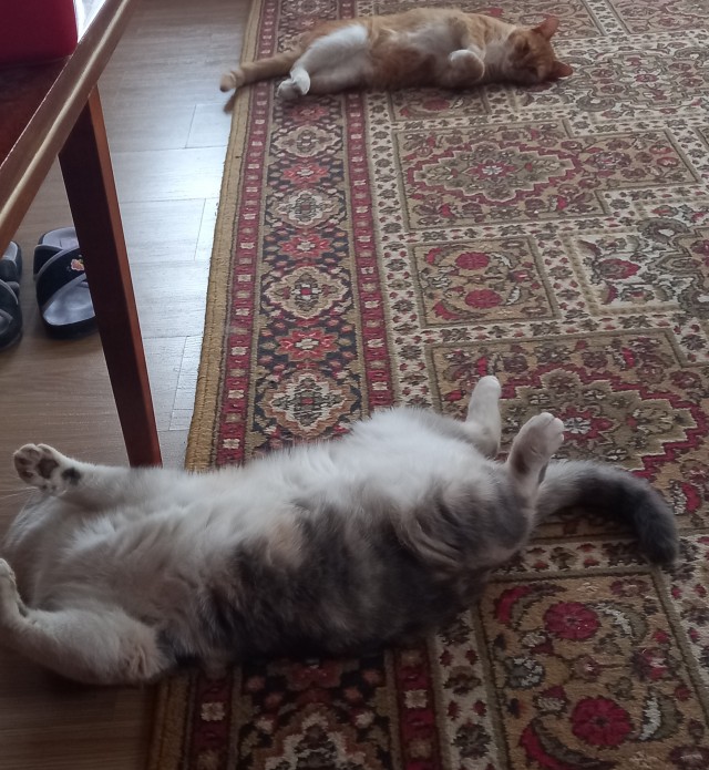 Толстые коты