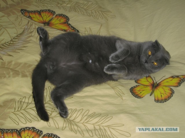 Котовторник  07.05.2013