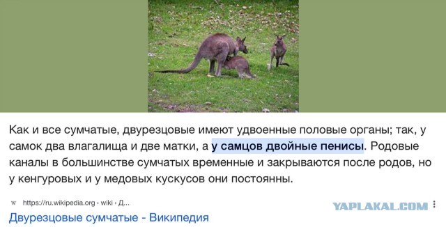 Британка, родившаяся с двумя вагинами, призналась, что у неё есть два бойфренда. Девушка утверждает, что она не изменяет им