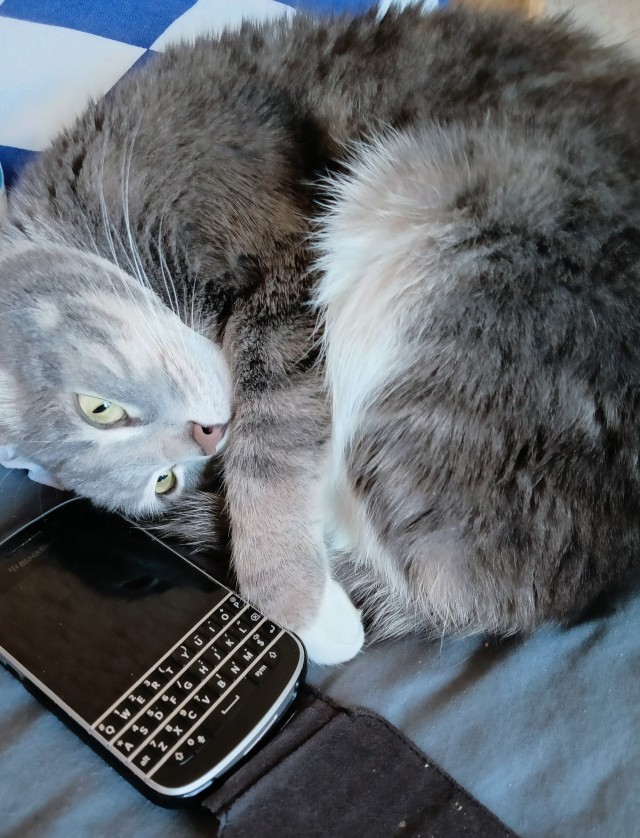 Котовторник