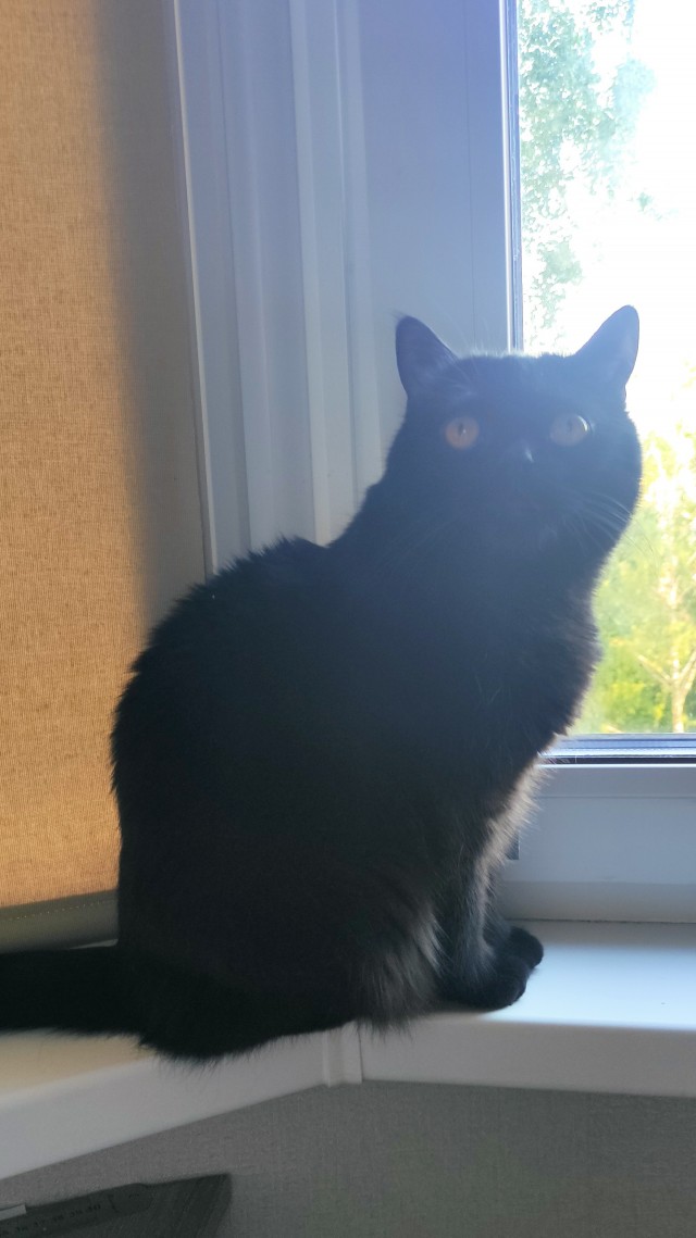 Котовторник в картинках