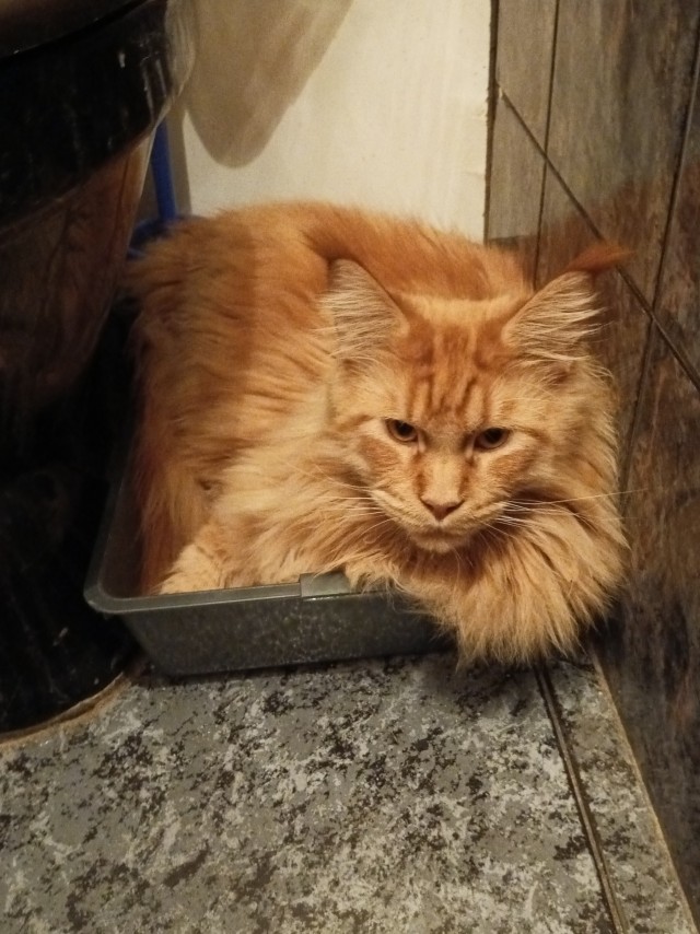 Решился наконец завести котейку