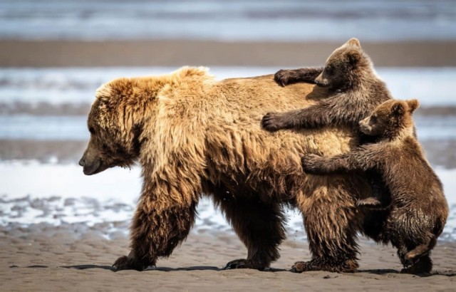 Опубликованы самые смешные работы премии Nikon Comedy Wildlife Awards