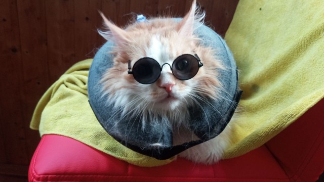 Да просто кот, зовут тоже Кот