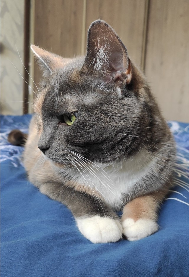 Котовторник же!